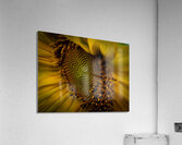 A Sunny Way Acrylic Print