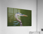 Great Blue Heron - Steely Gaze Acrylic Print