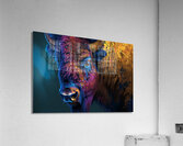 Tricolor Bison Acrylic Print
