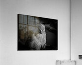 Red Shouldered Hawk - From the Shadows  Acrylic Print