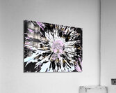White Neon Pink and Violet Daisy on an Abstract Background Version 10 Acrylic Print