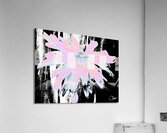  Abstract Pink Daisy Flower on an Abstract Black and White Background   Acrylic Print