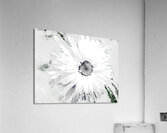 Abstract White Double Daisy on a Pale Monochrome Abstract Background Acrylic Print