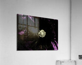  Dark Back Double Daisy Flower on a Dark Pink and Black Abstract Background Acrylic Print