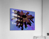 Abstract Dark Pink Daisy Flower on a Bluey Pink Abstract Background  Acrylic Print