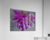 Deepest Pink Abstract Daisy Flower on a Grey Abstract Background Acrylic Print