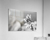 A Bud B W Acrylic Print