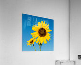 Sunflowers and Blue Sky Acrylic Print