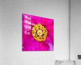 Ring Of Gold Acrylic Print