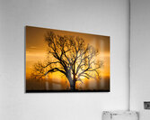 A New Dawn Acrylic Print