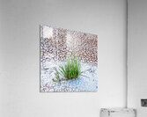 Parched  Acrylic Print