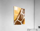 Bristles Acrylic Print