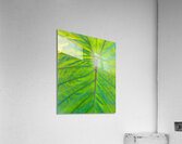 Elephant Ear Leaf Acrylic Print