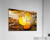 Aspen Leaves On Pine Bark Acrylic Print