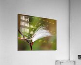 Trapped Acrylic Print