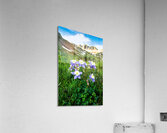 American Basin Columbine Acrylic Print