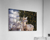 Alert  Acrylic Print