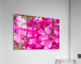 Fallen Petals Acrylic Print