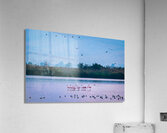 Flamingos in the Hula Valley Acrylic Print