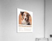 Australian Shepherd Informative Poster Acrylic Print