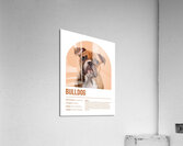 Bulldog Informative Poster Acrylic Print