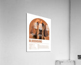 Bloodhound Informative Poster Acrylic Print