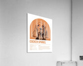 Cocker Spaniel Informative Poster Acrylic Print