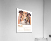 Collie Informative Poster Acrylic Print