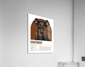 Doberman Informative Poster Acrylic Print