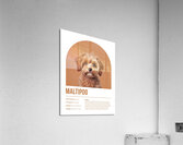 Maltipoo Informative Poster Acrylic Print
