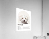Maltese Informative Poster Acrylic Print