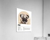 Pug Informative Poster Acrylic Print