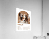 Papillon Informative Poster Acrylic Print