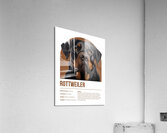 Rottweiler Informative Poster Acrylic Print