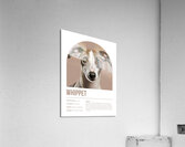 Whippet Informative Poster Acrylic Print