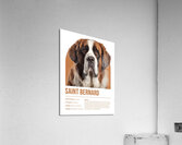 Saint Bernard Informative Poster Acrylic Print