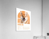 Shiba Inu Informative Poster Acrylic Print