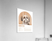 Shih Tzu Informative Poster Acrylic Print
