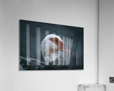 Beautiful Muscovy Duck Acrylic Print