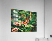 Monarch Butterly - Zinnia Love  Acrylic Print