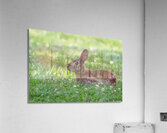 Eastern Cottontail - Backyard Bunny Acrylic Print
