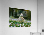 Canada Goose - Adorable Gosling  Acrylic Print