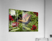 Eastern Tiger Swallowtail - Crimson Pentas Delight Acrylic Print