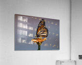 Beautiful Monarch Butterfly  Acrylic Print
