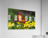 Painted Lady Butterfly - Full of Color  Acrylic Print