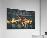 Painted Lady Butterfly - Artistic  Acrylic Print