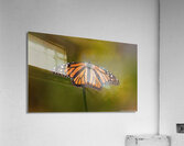 Monarch Butterfly Wing Spread  Acrylic Print