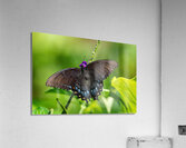 Eastern Tiger Swallowtail Dark Morph  Acrylic Print