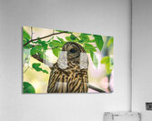 Barred Owl - Leaf-Light Gaze Acrylic Print