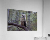 Great Horned Owlet - Forest Nap  Acrylic Print